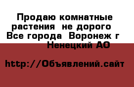 Продаю комнатные растения  не дорого - Все города, Воронеж г.  »    . Ненецкий АО